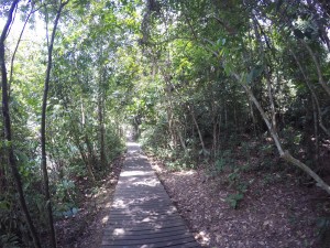 Mac Ritchie Nature Trail in Singapore