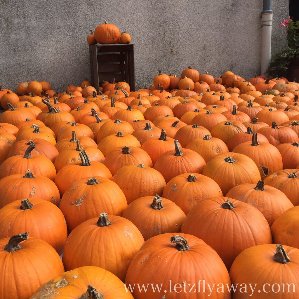 Visiting the ultimate pumpkin farm in Luxembourg
