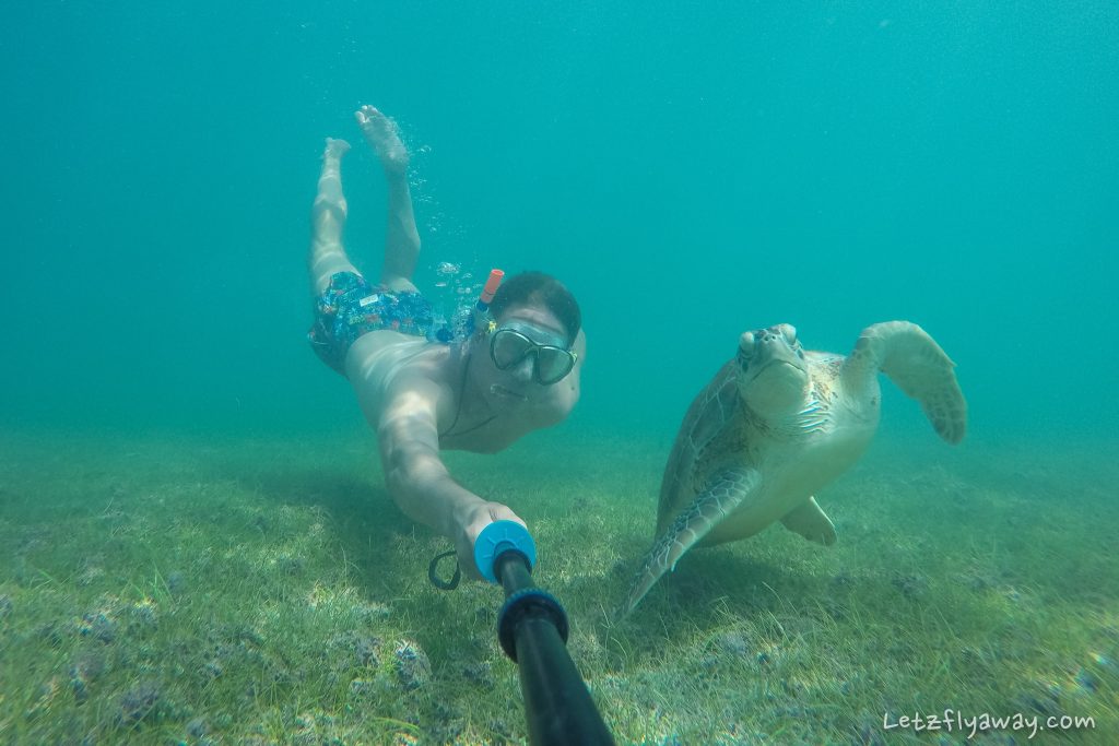 akumal beach turtle swimming