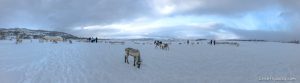 Tromso arctic reindeer experience