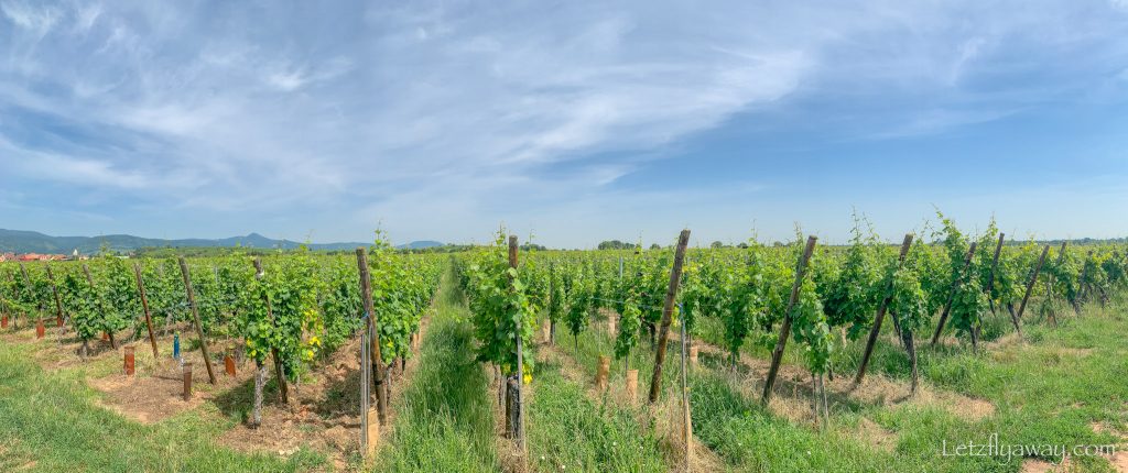 A weekend in Alsace Vineyard