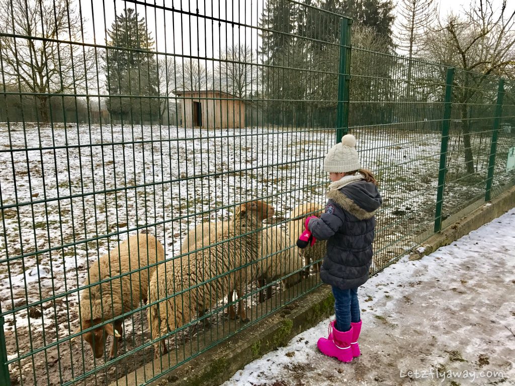 Déirepark Esch Gaalgebierg feeding animals
