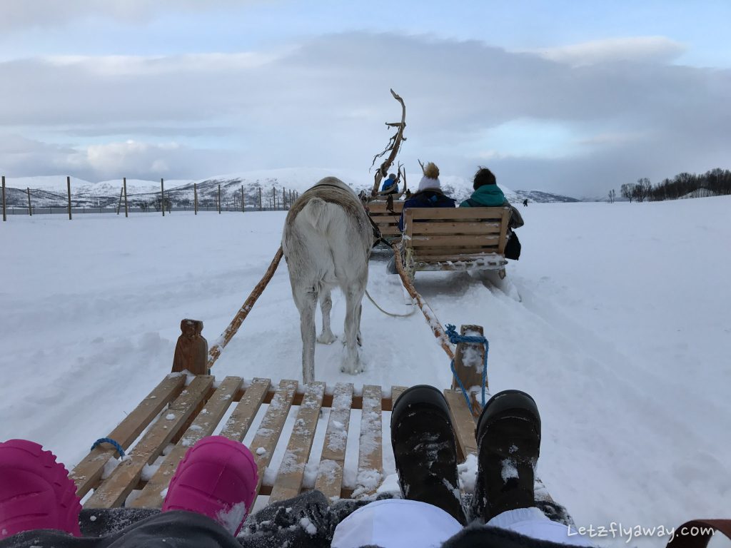 Tromso arctic reindeer sleigh ride