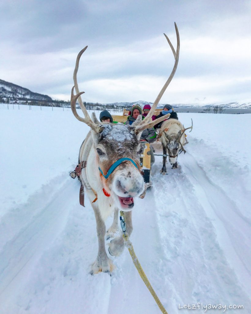 Tromso Arctic reindeer sledding experience with children
