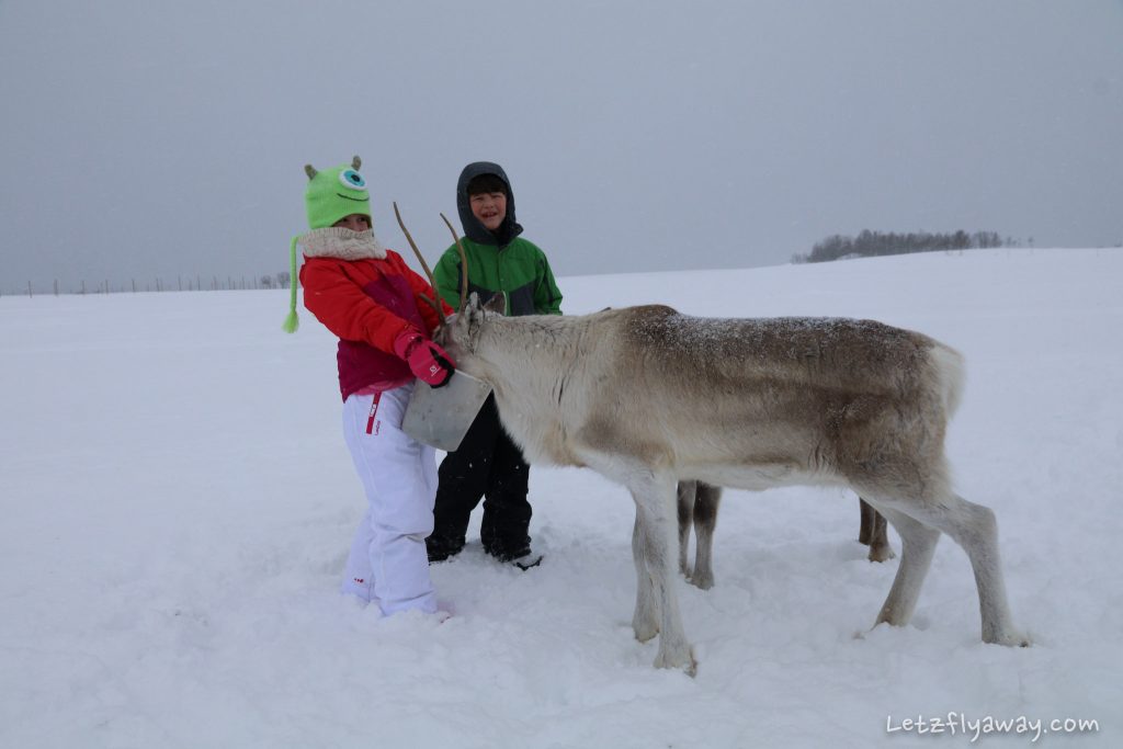 Tromso with Kids Feeding reindeers
