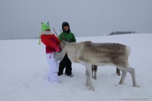 Tromso with Kids Feeding reindeers