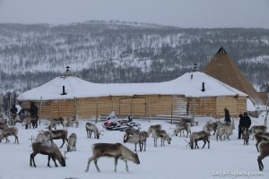Tromso Arctic Reindeer Camp