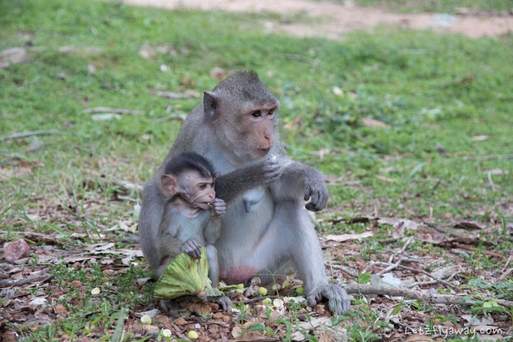 angkor south gate monkeys