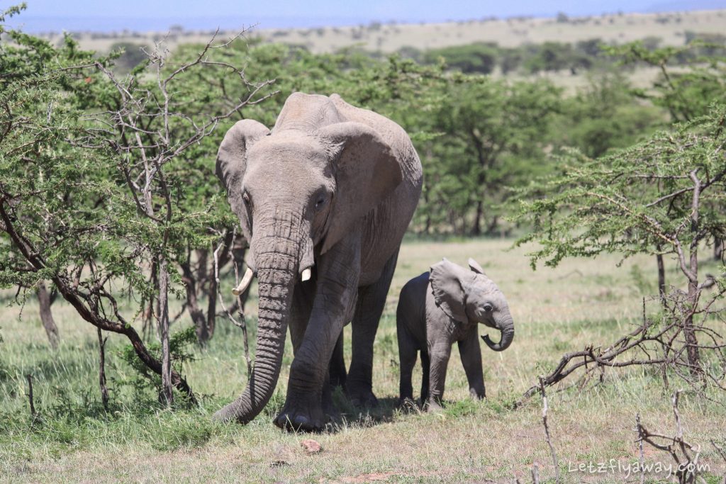 Kenya safari with kids