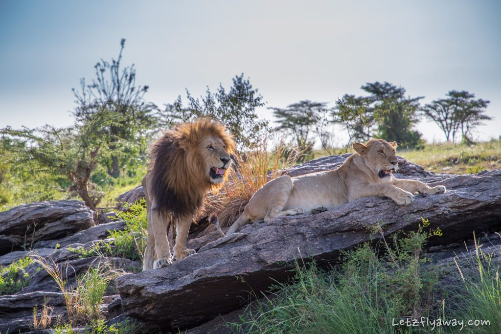 motorogi conservancy lions
