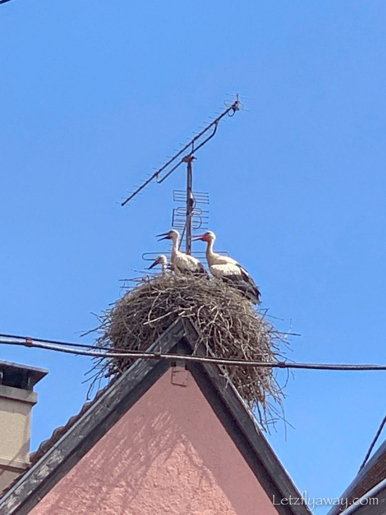 storks in eguisheim A weekend in Alsace