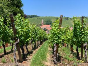 Vineyard in Riquewihr